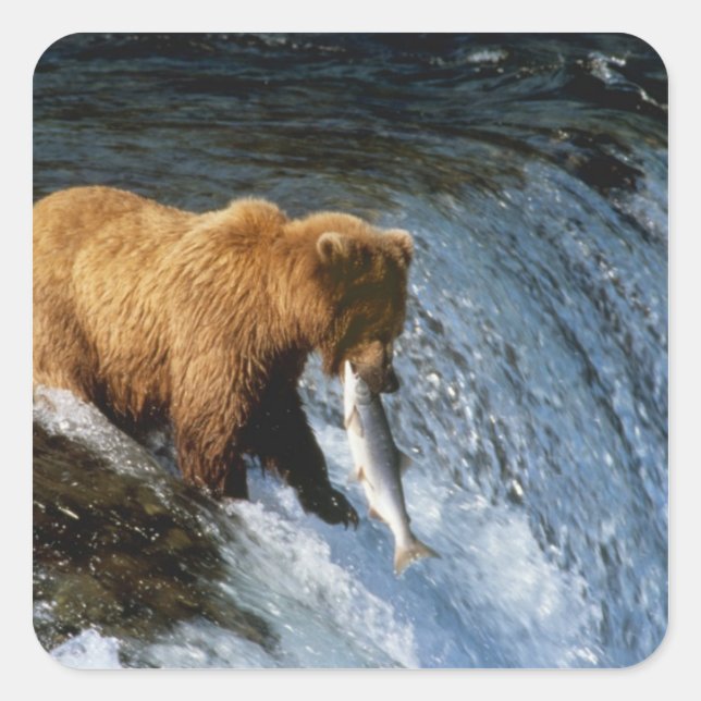 Alaskan Brown Bear Catching Salmon at Brooks Square Sticker (Front)