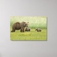 Alaskan Brown Bear Sow and three Cubs, Ursus