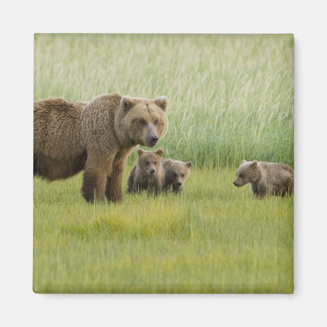 Alaskan Brown Bear Sow and three Cubs, Ursus Magnet (Front)