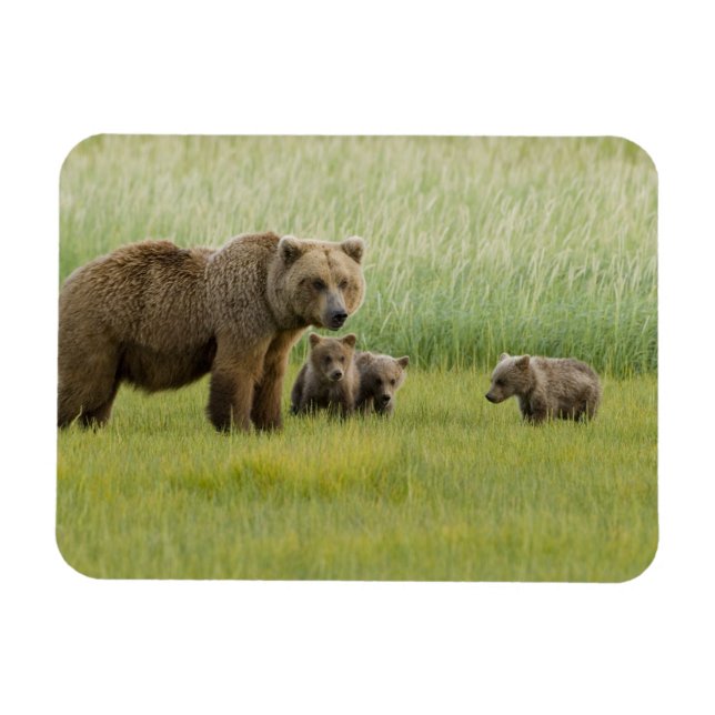Alaskan Brown Bear Sow and three Cubs, Ursus Magnet (Horizontal)