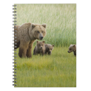 Alaskan Brown Bear Sow and three Cubs, Ursus Notebook