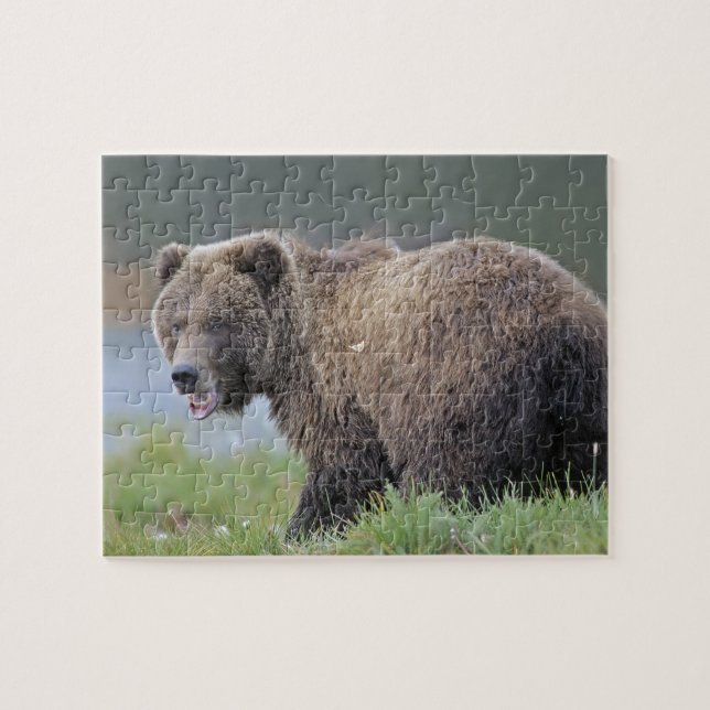 Alaskan Brown Bear (Ursus arctos) Wildlife Photo Jigsaw Puzzle (Horizontal)