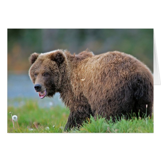 Alaskan Brown Bear with mouth open (Front Horizontal)