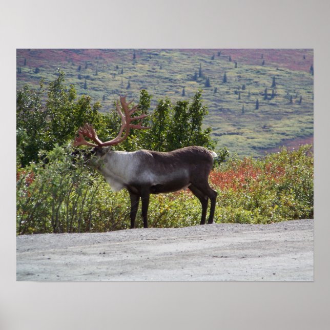 Alaskan Caribou Poster Print (Front)
