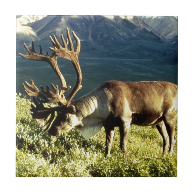 Alaskan Caribou Tile (Front)