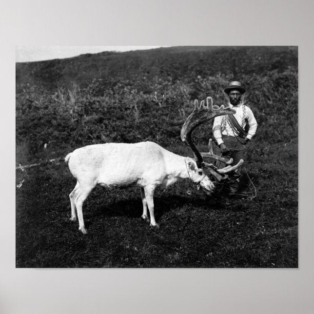 Alaskan Eskimo and Captured Reindeer Poster (Front)