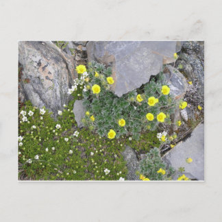 Alaskan Flowers in Denali National Park Postcard
