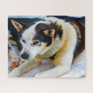 Alaskan Huskey Dog. Jigsaw Puzzle