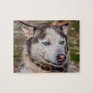 Alaskan Huskey Jigsaw Puzzle