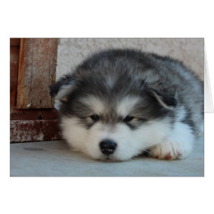 Alaskan Malamute