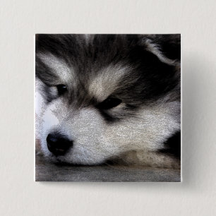 Alaskan Malamute 2 Inch Square Button