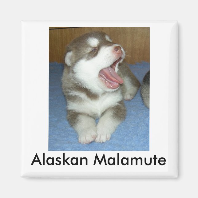 Alaskan Malamute, Alaskan Malamute Magnet (Front)