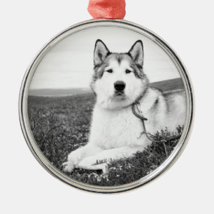 alaskan-malamute bw.png metal ornament