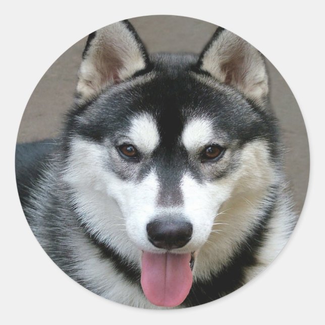 Alaskan Malamute Dogs Classic Round Sticker (Front)