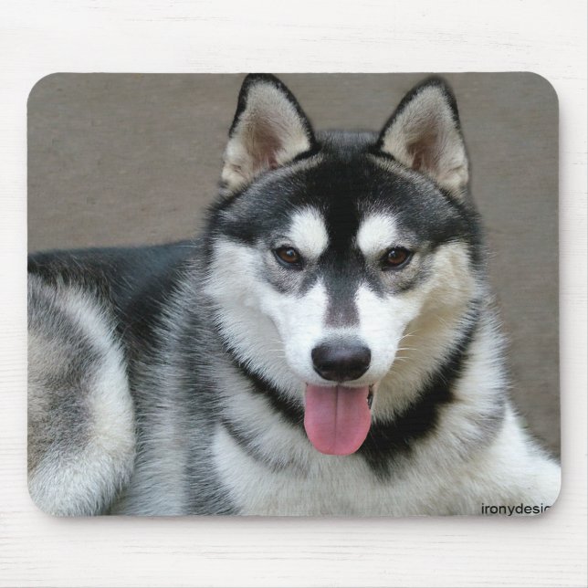 Alaskan Malamute Dogs Mouse Pad (Front)