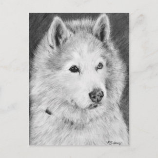 Alaskan Malamute Drawing Postcard