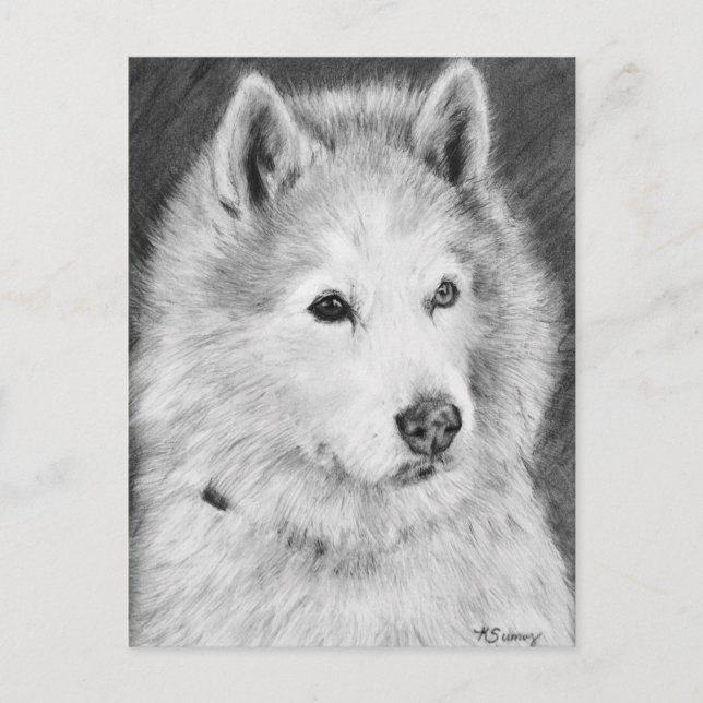 Alaskan Malamute Drawing Postcard (Front)