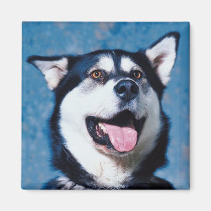 Alaskan Malamute Magnet