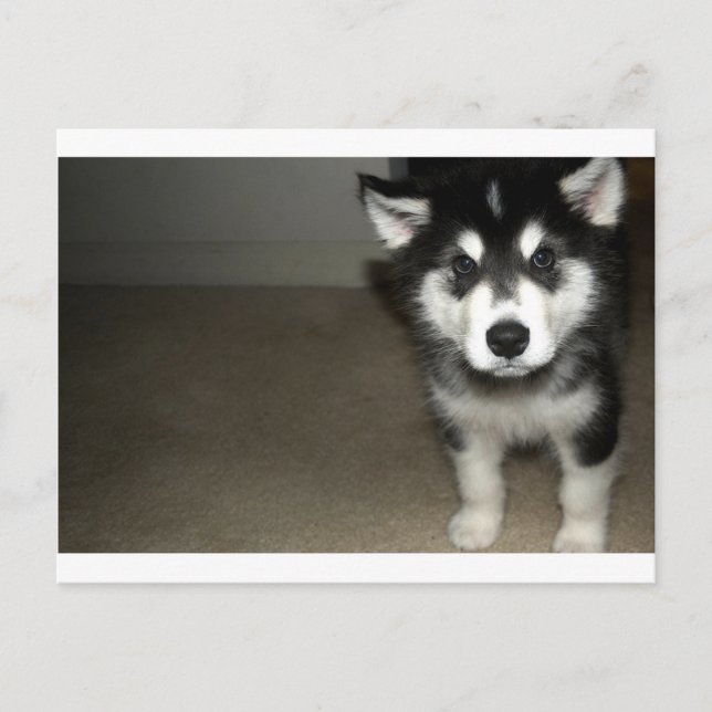 alaskan malamute puppy 3 postcard (Front)