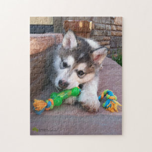 Alaskan Malamute Puppy Close-Up Photograph Jigsaw Puzzle