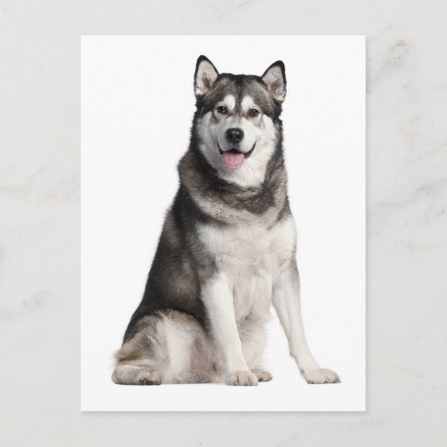 Alaskan Malamute Puppy Dog Postcard (Front)