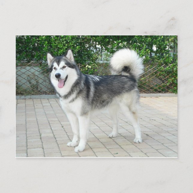 Alaskan Malamute Puppy Dog Postcard (Front)