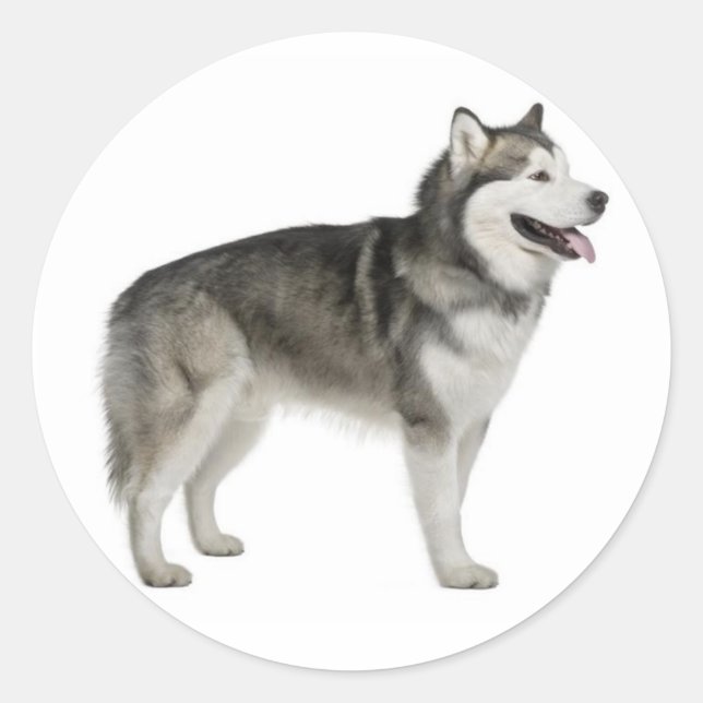 Alaskan Malamute Puppy Dog Sticker / Seal (Front)