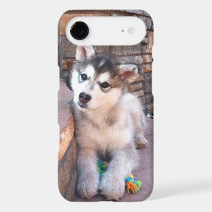 Alaskan Malamute Puppy Head Tilt Photograph