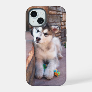 Alaskan Malamute Puppy Head Tilt Photograph iPhone 15 Case