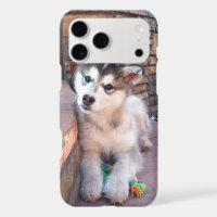 Alaskan Malamute Puppy Head Tilt Photographie