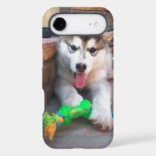 Alaskan Malamute Puppy With Rope Toy Photograph