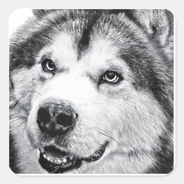 ALASKAN MALAMUTE SQUARE STICKER (Front)