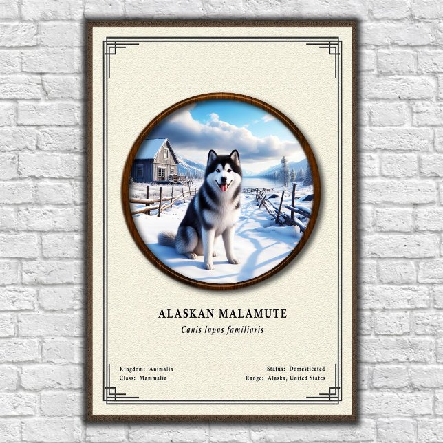 Alaskan Malamute Zoology Series Poster (Creator Uploaded)