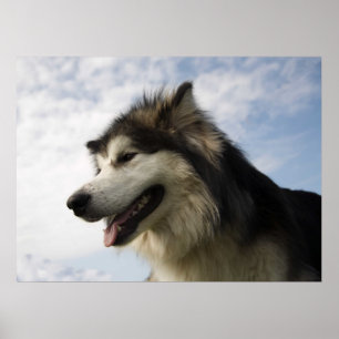 Alaskan Malamutes Poster