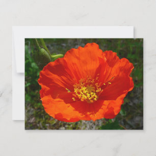 Alaskan Red Poppy Colourful Flower