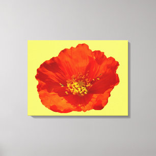 Alaskan Red Poppy Colourful Flower Canvas Print