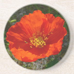 Alaskan Red Poppy Colourful Flower Coaster
