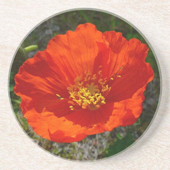Alaskan Red Poppy Colourful Flower Coaster (Front)