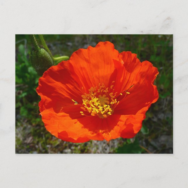 Alaskan Red Poppy Colourful Flower Postcard (Front)