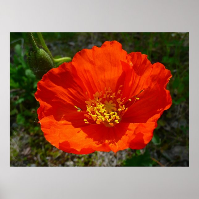 Alaskan Red Poppy Colourful Flower Poster (Front)
