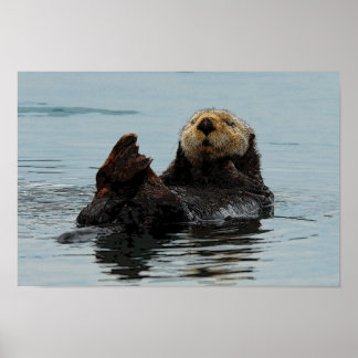 Alaskan Sea Otter Poster