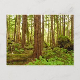 Alaskan Temperate Rainforest Postcard