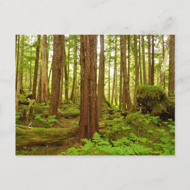Alaskan Temperate Rainforest Postcard (Front)