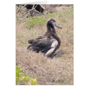 Albatros Chick