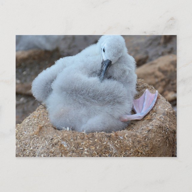 Albatross Chick Postcard (Front)