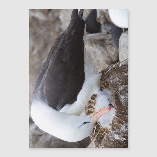 Albatross with a chick (Front)