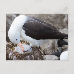 Albatross with a chick postcard