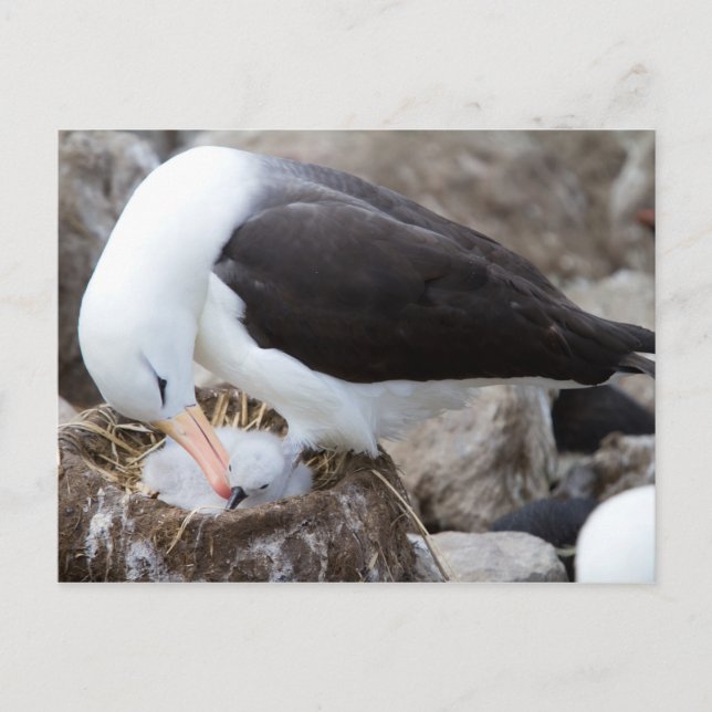 Albatross with a chick postcard (Front)