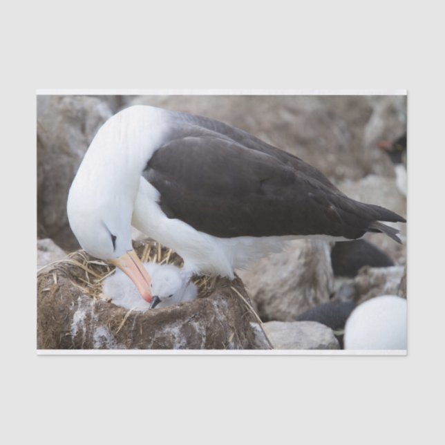 Albatross with a chick tissue paper (Front)