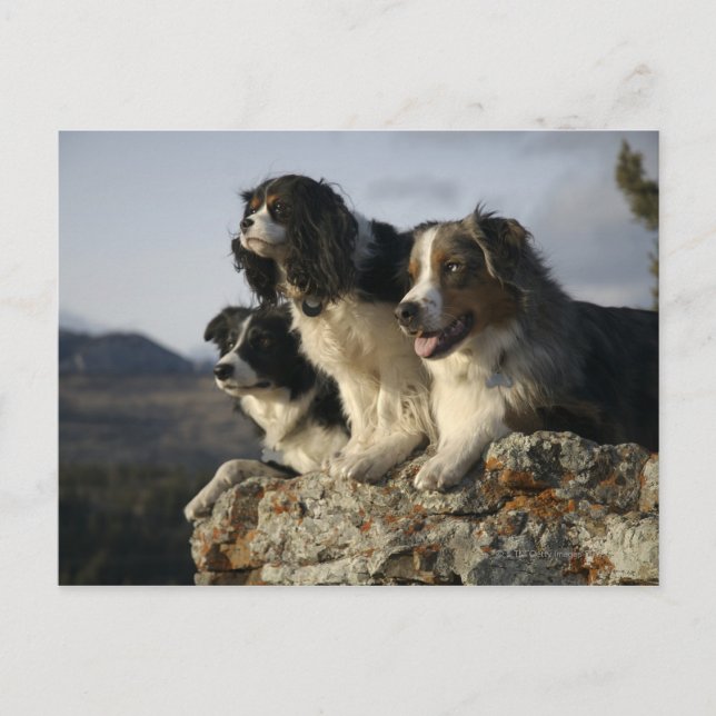 Alberta, Canada 2 Postcard (Front)